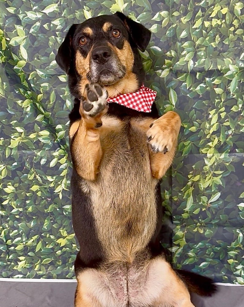 A dog after a de-shed grooming service