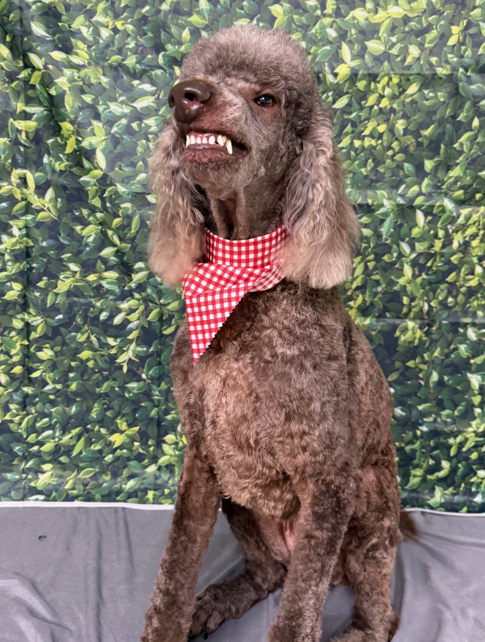 Smiling Charlie with a short body trim and styled face